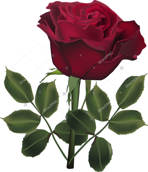 Transparent Dark Rose Png   Rose Flower Beautiful Rose Photo Download