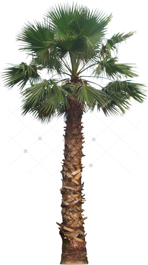 Palm Tree Png Free Download   Fan Palm Tree Png