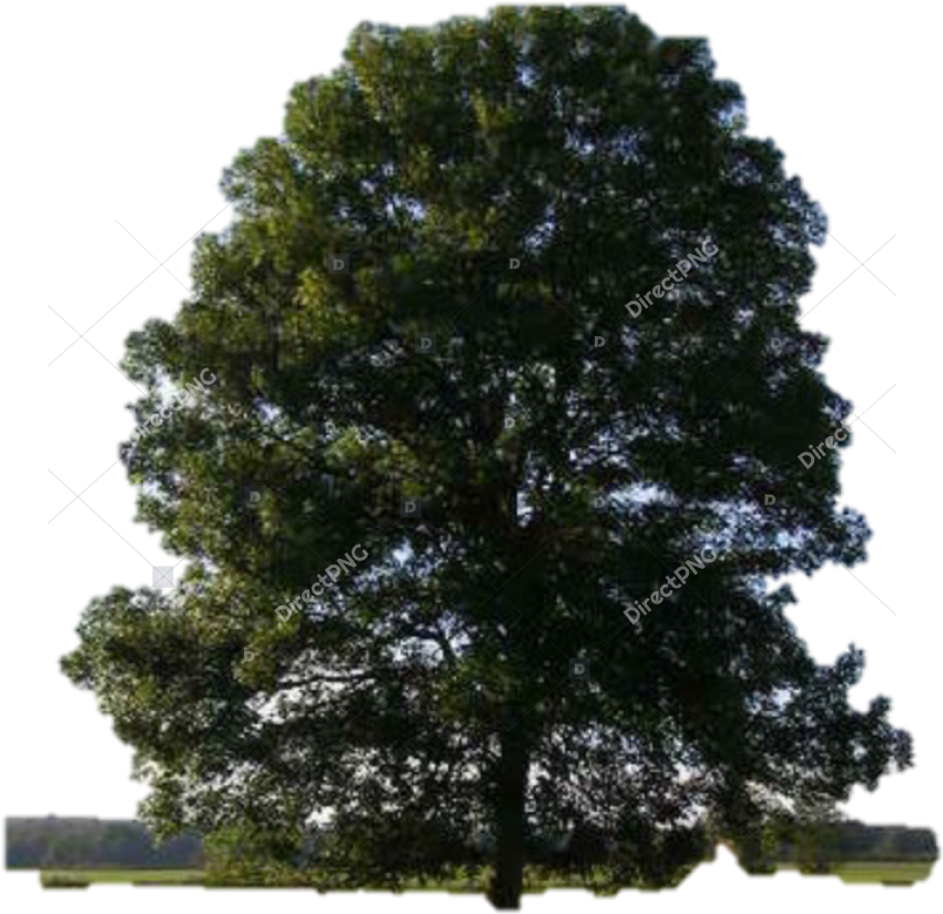 Cedar Elm Eastern Red Cedar Tree Dutch Elm Disease