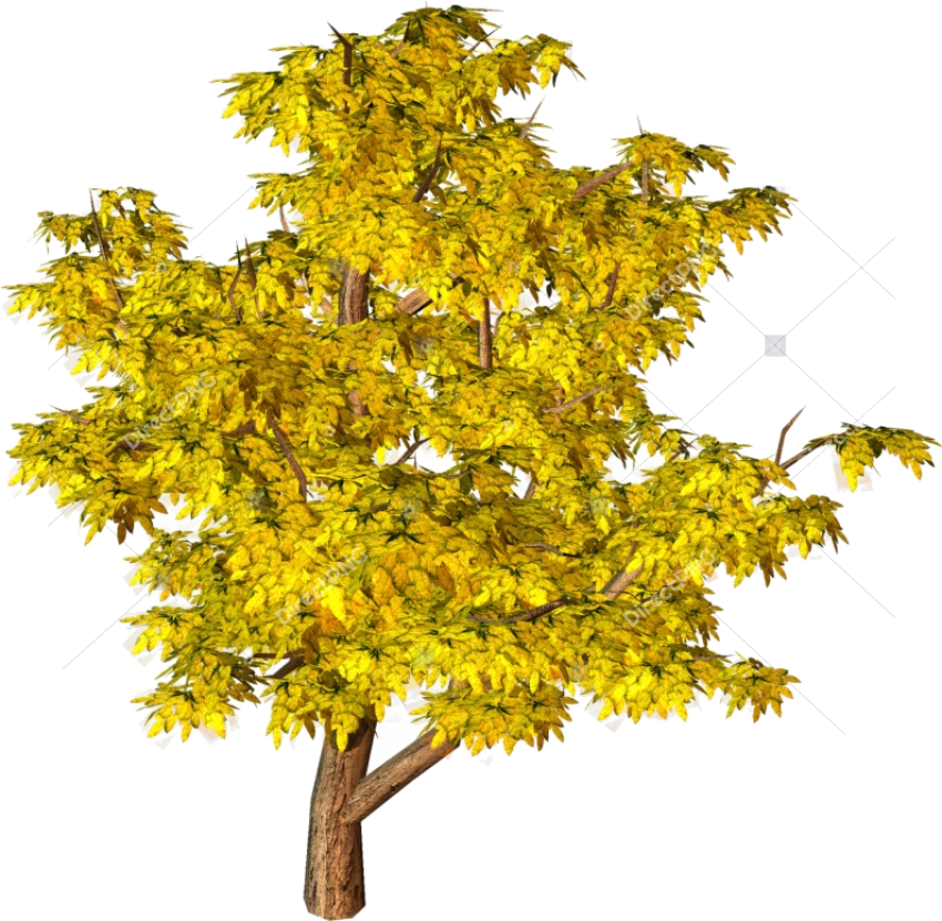 Fall Tree Trees Top View Yellow Clipart Hd Background