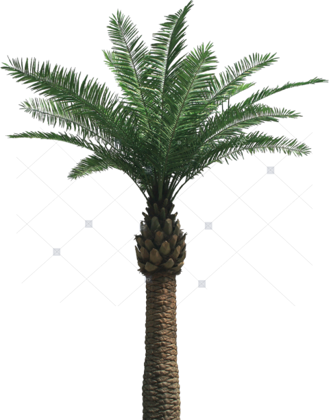 Palm Tree Png   Oil Palm Tree Png