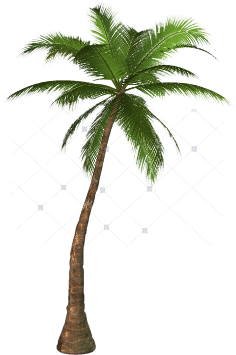 Palm Tree Png   Palm Tree Transparent