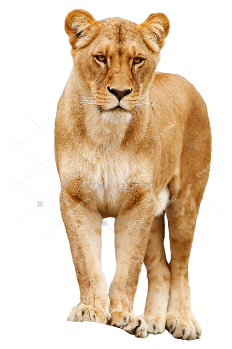 Lion, Lioness, Feline, Predator, Animal, Mammal,