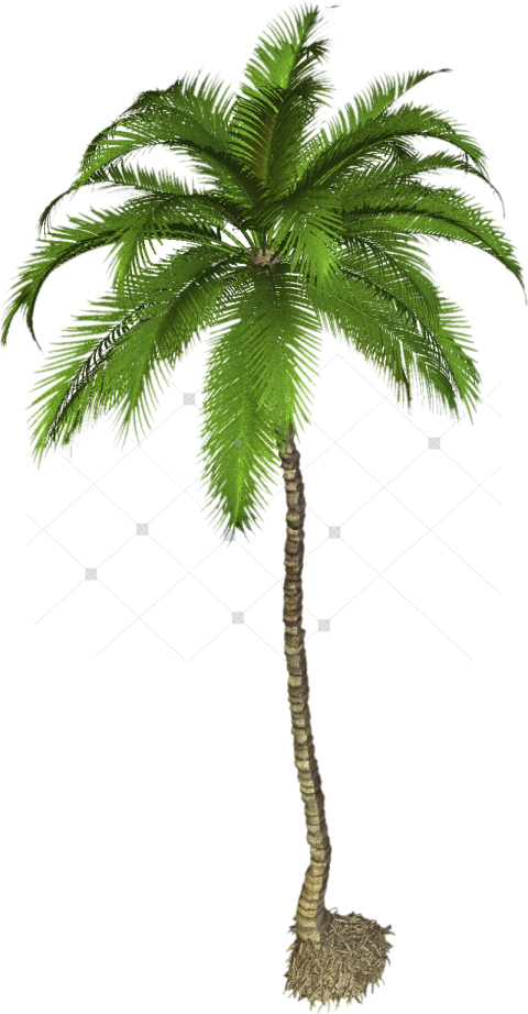 Palm Tree Png Transparent   Palm Tree High Resolution