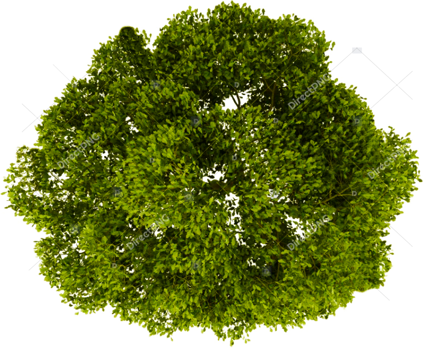 Transparent Grass Background Png   Trees Top View Png