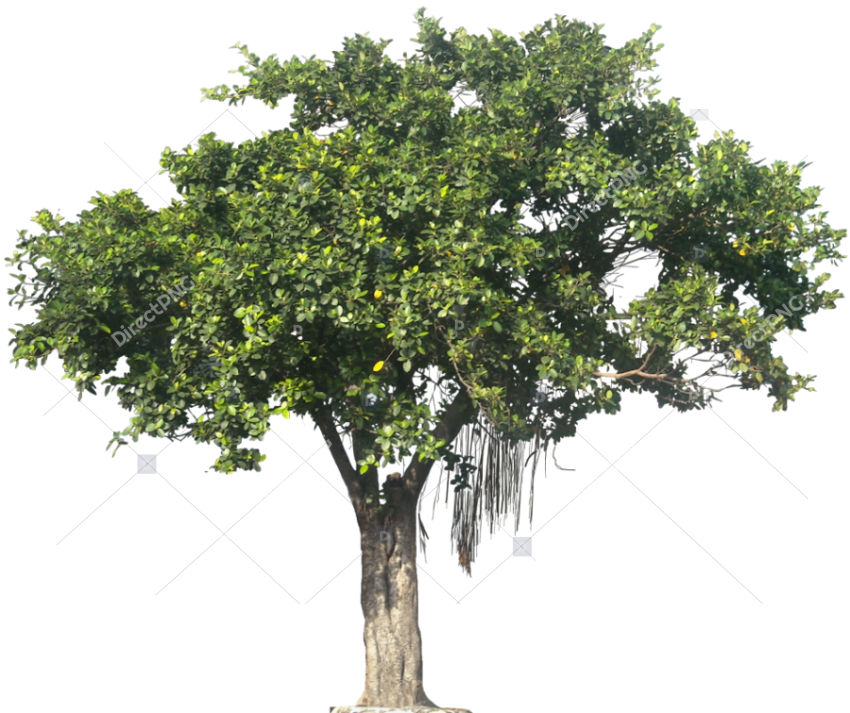 Tree Free HD PNG