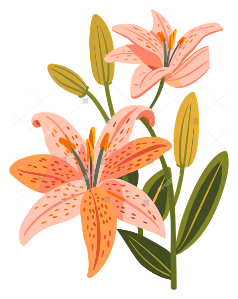 Bloom lily flower pink lilies flowers cluster with green leaves cluster