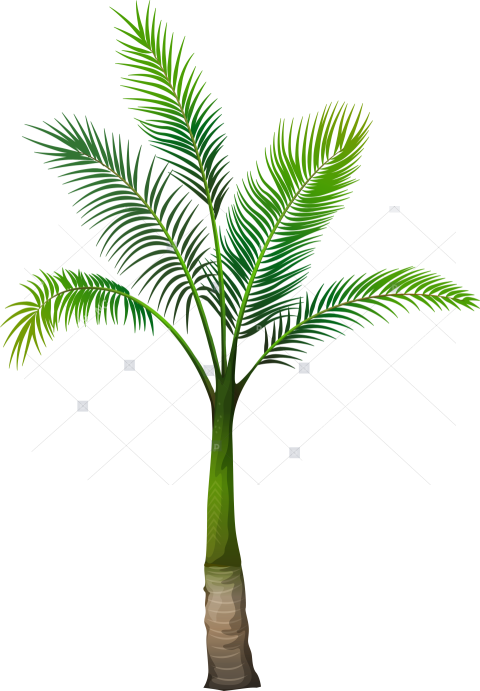 Palm Tree Transparent Png   Palm Tree Png Free Download