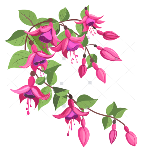 Pink flower pink fuchsia flower with green leaves hanging